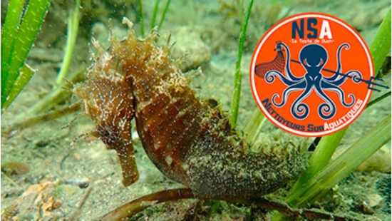 NSA-Nettoyeurs SubAquatiques