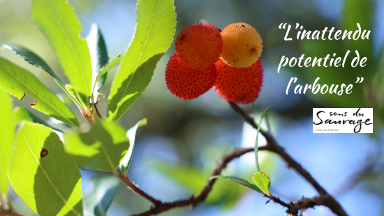 Fonds de Dotation Sens du Sauvage